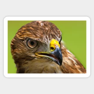 Common Buzzard Sticker